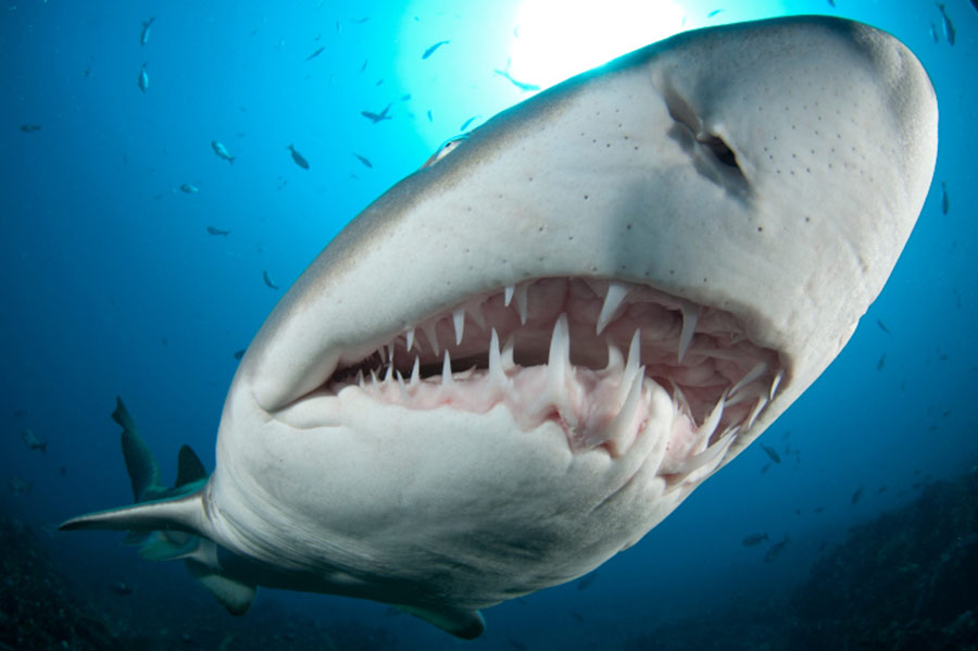 6 стран, где свирепствуют акулы